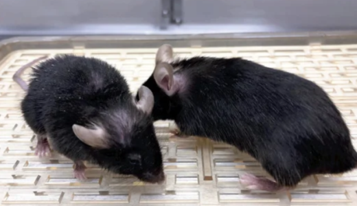 若返り酵素発見！マウスの毛並みがツヤツヤに！酵素を効率良く摂る方法